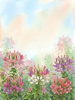 Watercolor cleome spider flowers in pink and purple hues with soft pastel background, botanical garden border frame for spring summer greeting cards and invitations.