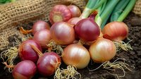 Fresh organic onions with roots and green stems on rustic burlap background. Close-up of red and golden bulbs showcasing natural texture and color perfect for food photography and culinary design.