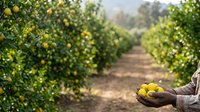 Farmer holding freshly harvested yellow lemons in hands at orchard during daytime, with lemon trees and rows visible in background for agricultural and farming concepts.