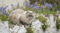 Fluffy long-haired cat with gray and white fur sitting among blooming lavender and white flowers on a stone wall in a garden setting.