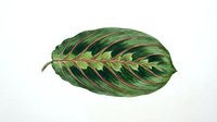 Variegated green leaf with striped yellow and dark markings, isolated on white background, suitable for botanical designs, nature graphics, and educational materials.
