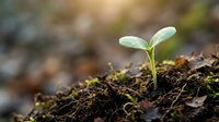 Young green seedling sprouting from rich dark soil with moss, symbolizing new life, growth, and fresh beginnings in natural environment.