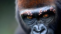 Close up portrait of western lowland gorilla face showing intense amber eyes and distinctive facial features against blurred natural background.