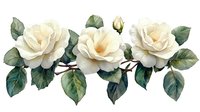 Elegant cream white roses with green leaves arranged in horizontal composition on white background, watercolor botanical illustration for decorative design.