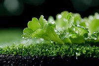Fresh green lettuce leaf with water droplets on dark soil, macro photography showing detailed texture and morning dew in natural garden setting.