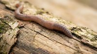Earthworm crawling on weathered wooden log surface with moss and lichen growth in natural outdoor garden environment for composting and soil health.