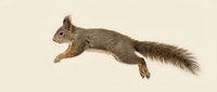 Gray squirrel jumping in mid-air with fluffy tail extended, isolated on white background for wildlife and nature design projects.