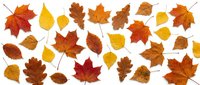 Colorful autumn leaves collection isolated on white background featuring maple, oak and birch foliage in vibrant orange, yellow and brown colors.