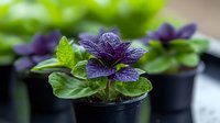 Vibrant purple African violet plant with water droplets on velvety petals growing in small black pot, fresh green leaves against blurred background.