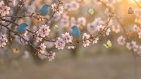 Small blue birds perched on blooming cherry blossom branches with pink flowers and colorful butterflies in warm golden sunlight creating peaceful spring scene.