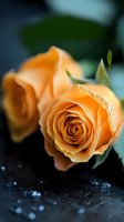 Fresh peach-colored roses with water droplets on dark background, macro photography showing delicate petals and natural texture in soft focus.