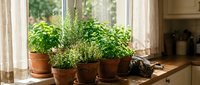 Fresh herbs growing in terracotta pots on sunny kitchen windowsill with natural light streaming through window creating cozy indoor gardening atmosphere.