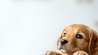 Adorable golden retriever puppy with expressive eyes looking up, perfect for pet care advertising, veterinary services, and animal welfare campaigns.