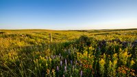 Vast wildflower meadow with purple lupines and golden grasses stretching across rolling terrain under clear sky, suitable for nature backgrounds and environmental themes.