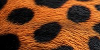 Close-up of orange and black spotted animal fur texture showing natural pattern detail for wildlife or fashion design background.