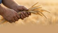 Farmer's hand holding ripe wheat ears in golden field during harvest season. Agricultural worker inspecting grain crop for quality and readiness for harvesting and production.