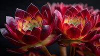 Vibrant red and yellow succulent plants with layered petals against dark background, showcasing natural botanical beauty in macro photography.