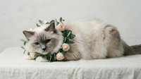 Ragdoll cat with cream and gray coloring wearing floral crown of white roses and eucalyptus leaves, resting on white fabric surface for pet portraits and greeting cards.