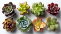 Colorful succulent plants arranged in two rows, showcasing diverse rosette formations with vibrant green, red, purple, and blue-green hues.