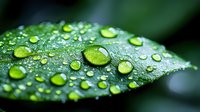 Fresh green leaf with crystal clear water droplets after morning rain creating natural macro photography with shallow depth of field and bokeh background.