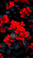 Vibrant red bougainvillea flowers bloom against dark moody foliage creating dramatic contrast, captured with shallow depth of field for artistic nature photography.