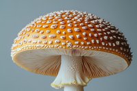 Orange and white spotted mushroom with gills on gray background, macro photography showing detailed texture of amanita muscaria fungus cap and stem.