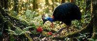 Southern cassowary bird foraging for red berries in lush tropical rainforest undergrowth with dappled sunlight filtering through dense green foliage.