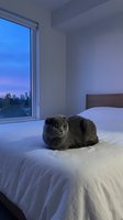 Gray tabby cat resting on white bedding in modern bedroom with floor-to-ceiling window overlooking twilight cityscape and distant skyline at dusk.