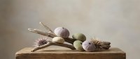 Natural spa composition with sea urchins, smooth stones and driftwood on wooden surface for wellness and relaxation themed designs.