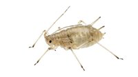 Isolated insect specimen with elongated tan body and extended antennae on white background, suitable for educational materials, scientific illustrations, entomology resources, and design projects.