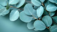 Fresh eucalyptus leaves in soft teal tones create natural organic pattern. Round silver-blue foliage on branches against blurred background for wellness and spa designs.