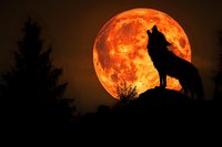 Wolf howling at large orange full moon with dramatic silhouette against dark sky and trees for wildlife nature backgrounds.