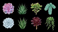 Succulent plants collection featuring pink, blue, and burgundy rosettes with green aloe varieties and trailing string of pearls, isolated on transparent background for t-shirt design, clipart, stickers, and print-on-demand projects.