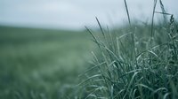 Wild grass blades swaying in gentle breeze with soft focus green field landscape background creating peaceful natural outdoor scene for relaxation content.