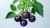 Fresh purple eggplants growing on branch with green leaves against light background. Natural organic vegetables on plant stem for food design.