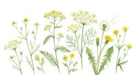 Delicate wildflower collection with yellow blooms, dandelions, and green foliage on white background for botanical designs and natural decor projects.