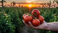 Fresh ripe tomatoes in farmer's hand at sunset in agricultural field. Organic vegetable harvest concept for healthy eating and sustainable farming.