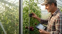 Farmer in plaid shirt and cap inspecting tomato plants in greenhouse while holding digital tablet for crop monitoring and agricultural data collection.