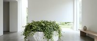 Lush green trailing plant in white stone planter positioned in bright minimalist interior space with large windows and natural light for contemporary home decor.