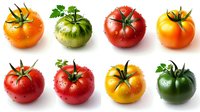 Fresh ripe tomatoes of different colors and varieties with water drops on white background, isolated produce for healthy eating and cooking designs.