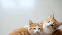 Two adorable orange and white kittens with fluffy fur looking up curiously against neutral background for pet care and animal lover designs.
