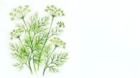 Watercolor dill herb with delicate green branches and umbrella flowers, isolated on white background, ready for design use.