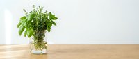 Fresh herbs growing in glass jar with water on wooden table against white wall background for kitchen gardening and cooking concepts.