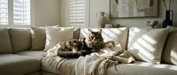 Fluffy tabby cat resting on a cozy beige sofa with soft blanket in a sunlit modern living room with neutral decor.