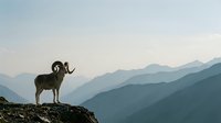 Mountain bighorn sheep standing on rocky cliff overlooking layered mountain ranges at sunset with misty atmospheric perspective and golden light.