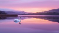 Majestic white swan gliding across misty lake at dawn, purple and pink sky reflects in calm water surface creating dreamy atmospheric landscape.
