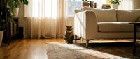Tabby cat sitting on a vintage rug in a sunlit living room with sheer curtains, hardwood floors, and a cozy sofa nearby.