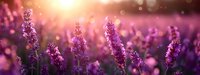 Purple lavender flowers blooming in golden sunset light with soft bokeh background creating dreamy romantic atmosphere for wellness and aromatherapy concepts.