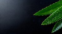 Fresh green aloe vera leaves with water drops on dark background, natural organic skincare ingredient for cosmetics and medicine.