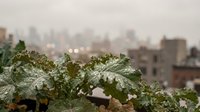 Frost-covered plant leaves with urban cityscape blurred in background, suitable for winter, nature, and environmental design projects.